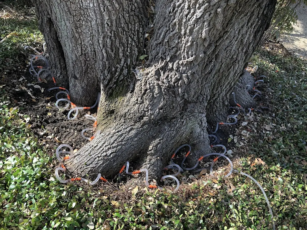 Detailed Tree Cabling and Bracing job site in Isle Saint George