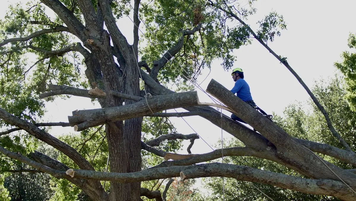 Professional Hazardous Tree Removal performed by certified arborists in Isle Saint George
